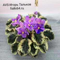 AVS-Игорь Тальков (А.Сергеева)
